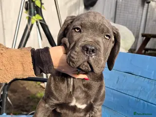 Cane Corso dogs Beautiful Cane Corso puppies available - Advert 2