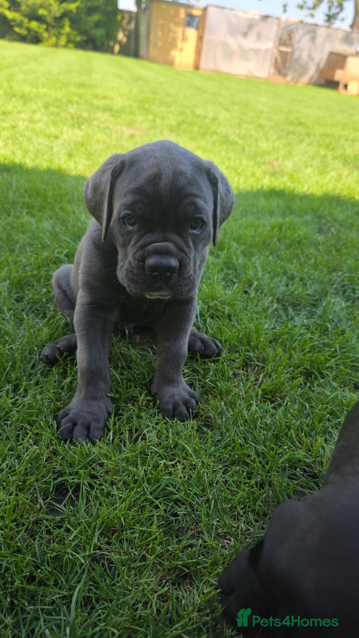 Cane Corso dogs Absolutely stunning huge cane corso puppies  - Advert 2