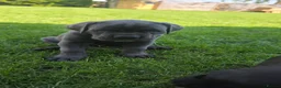 Cane Corso dogs for sale: Absolutely stunning huge cane corso puppies  in King's Lynn - Advert 2