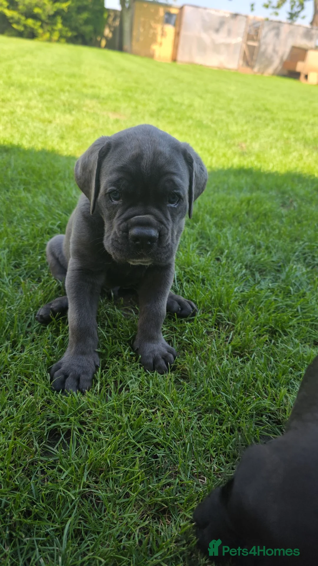Cane Corso dogs for sale: Absolutely stunning huge cane corso puppies  in King's Lynn - Advert 2