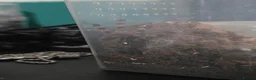 Tarantulas invertebrates for sale: Two Ornamentals Tarantulas - Advert 3