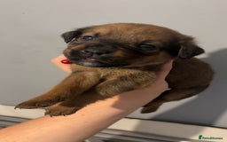 Mixed Breed dogs for sale: Boxwillers - Image 15