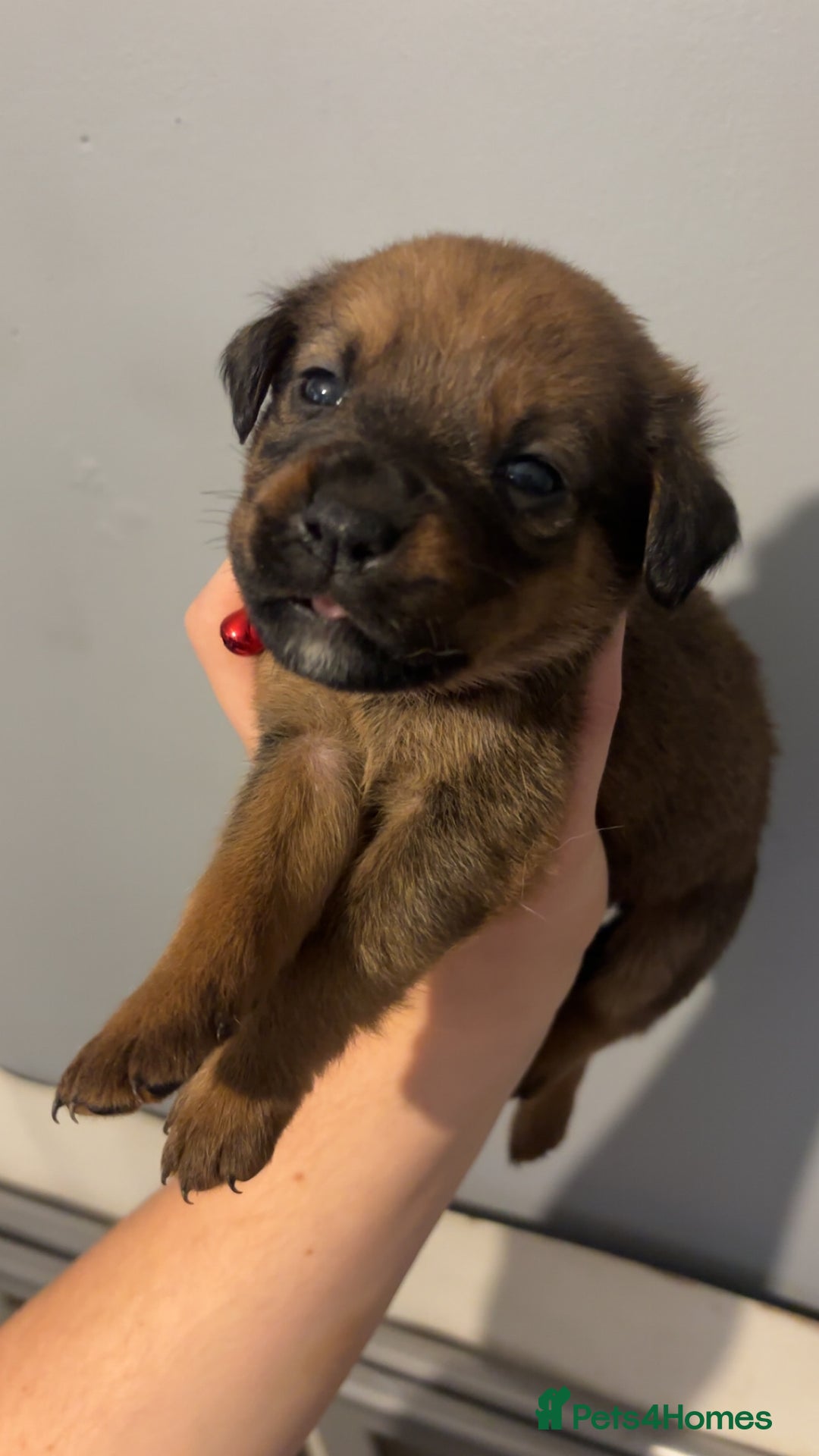 Mixed Breed dogs for sale: Boxwillers - Image 15