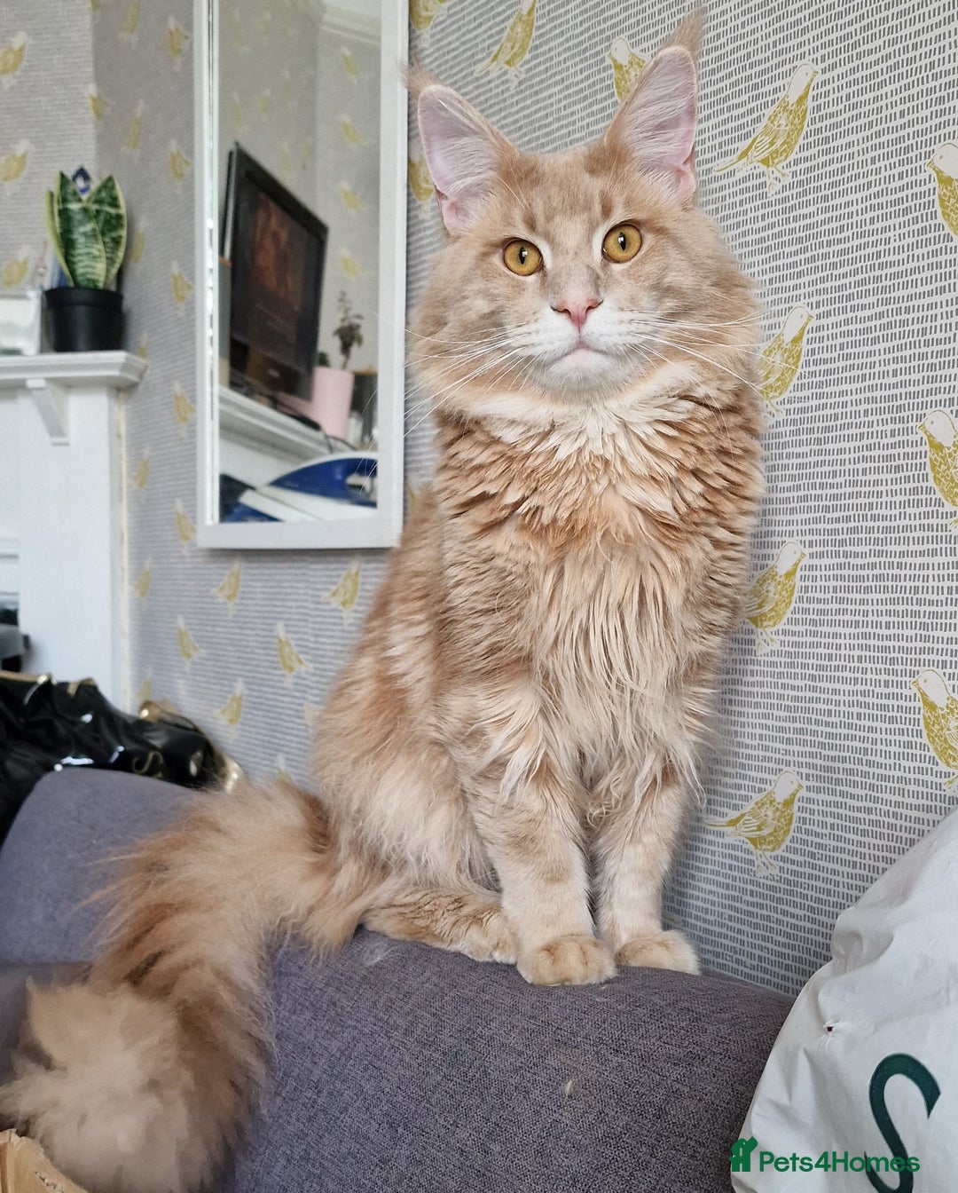 Maine Coon cats for sale: ✨ Two Beautiful Retired Pedigree Maine Coons ✨  - Advert 2