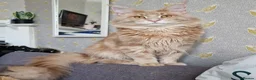 Maine Coon cats for sale: ✨ Two Beautiful Retired Pedigree Maine Coons ✨  - Advert 2