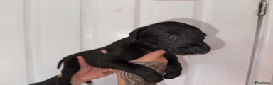 Lurcher 4