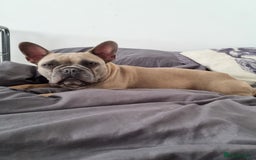 French Bulldog dogs for sale: Quality pups 4 Panel DNA Clear Gold Sierra Lines - Image 25
