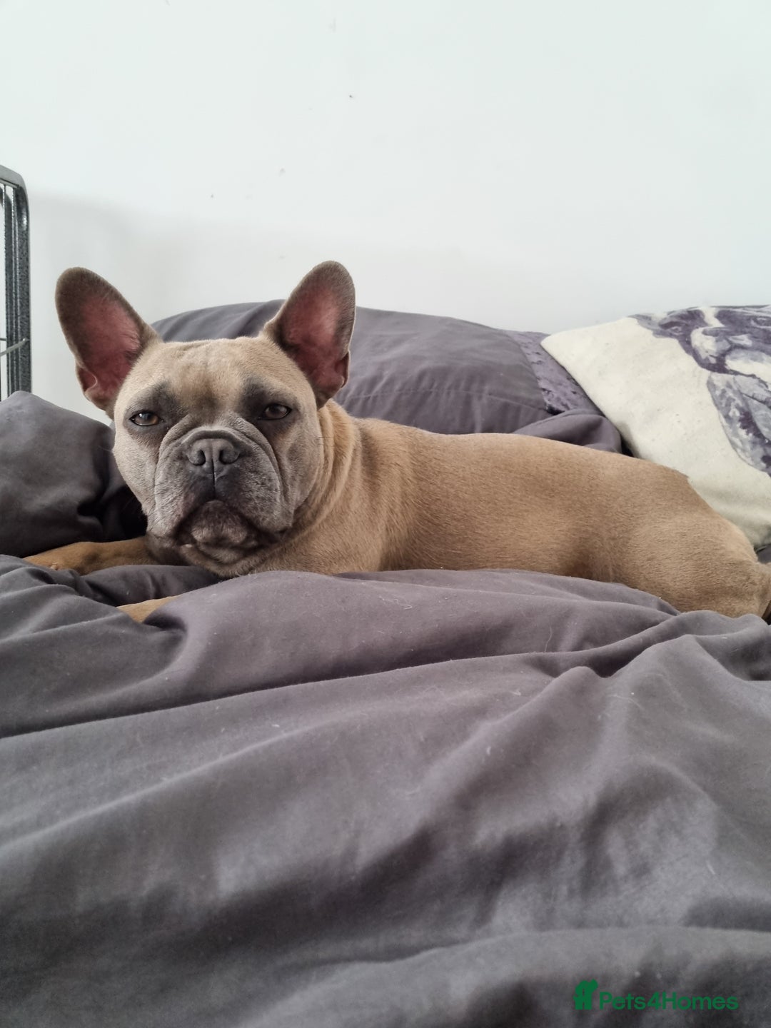 French Bulldog dogs for sale: Quality pups 4 Panel DNA Clear Gold Sierra Lines - Image 25