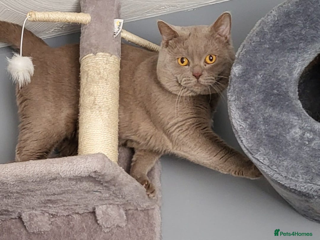 British Shorthair cats for sale: Perfect bsh kittens, very chunky and fluffy!!!! - Advert 9