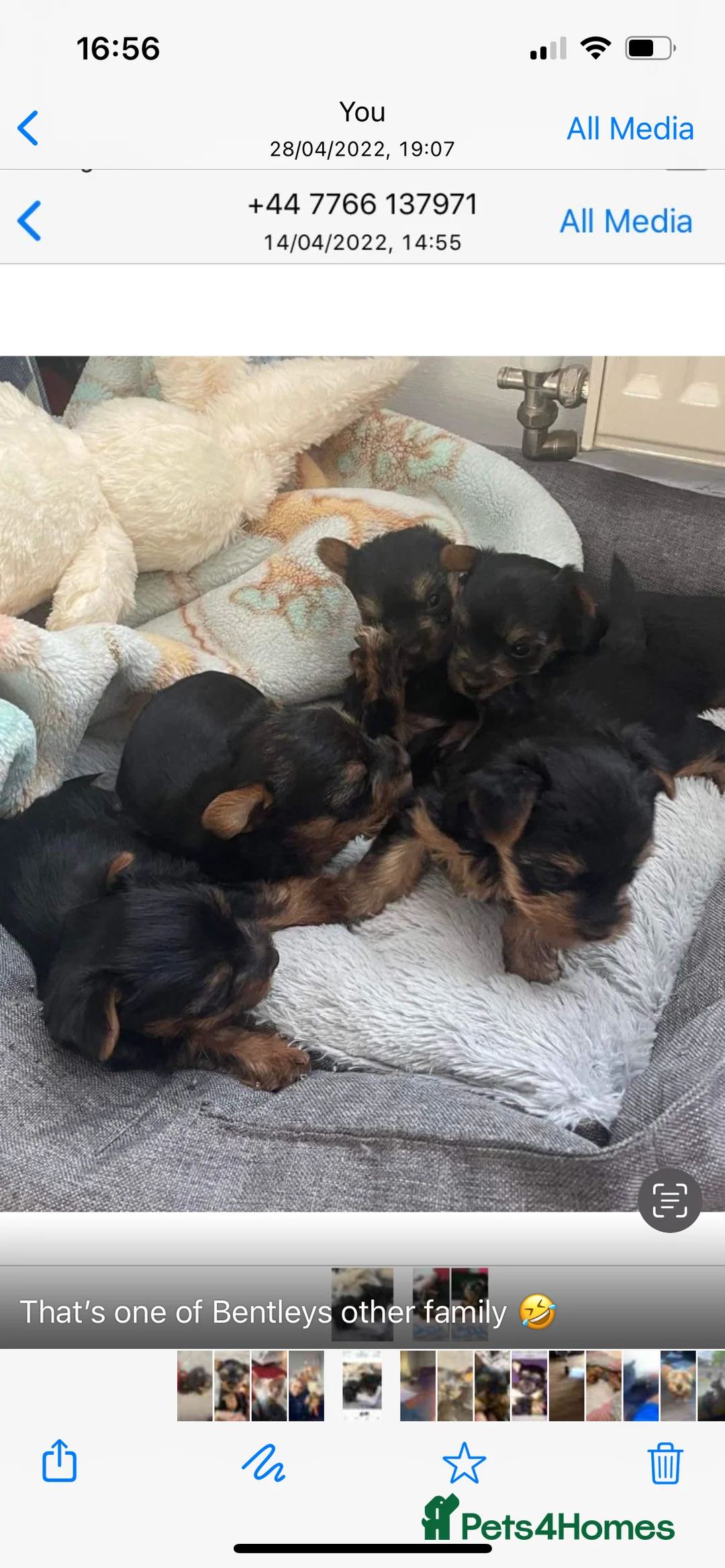 Yorkshire Terrier dogs for stud: For stud in Sunderland - Advert 5