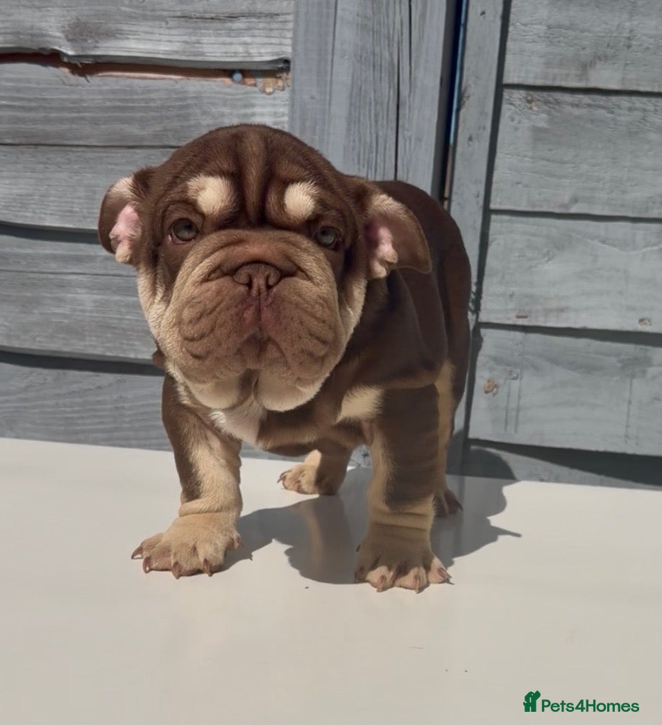 English Bulldog dogs Pink carrier English bulldogs  - Advert 2