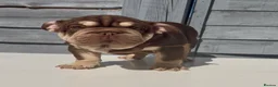 English Bulldog dogs for sale: Pink carrier English bulldogs  - Advert 2
