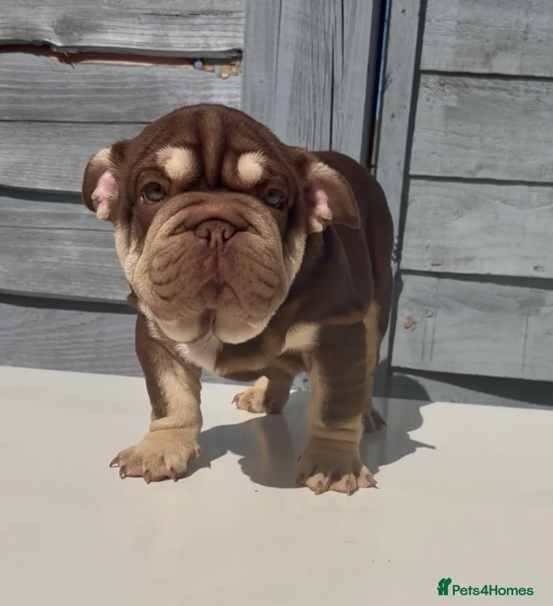English Bulldog dogs for sale: Pink carrier English bulldogs  - Advert 2