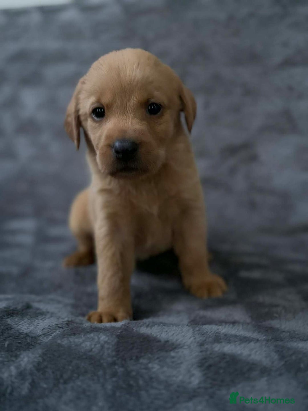 Labrador Retriever dogs for sale: 🏡 Labrador puppies 🐶 - Advert 6