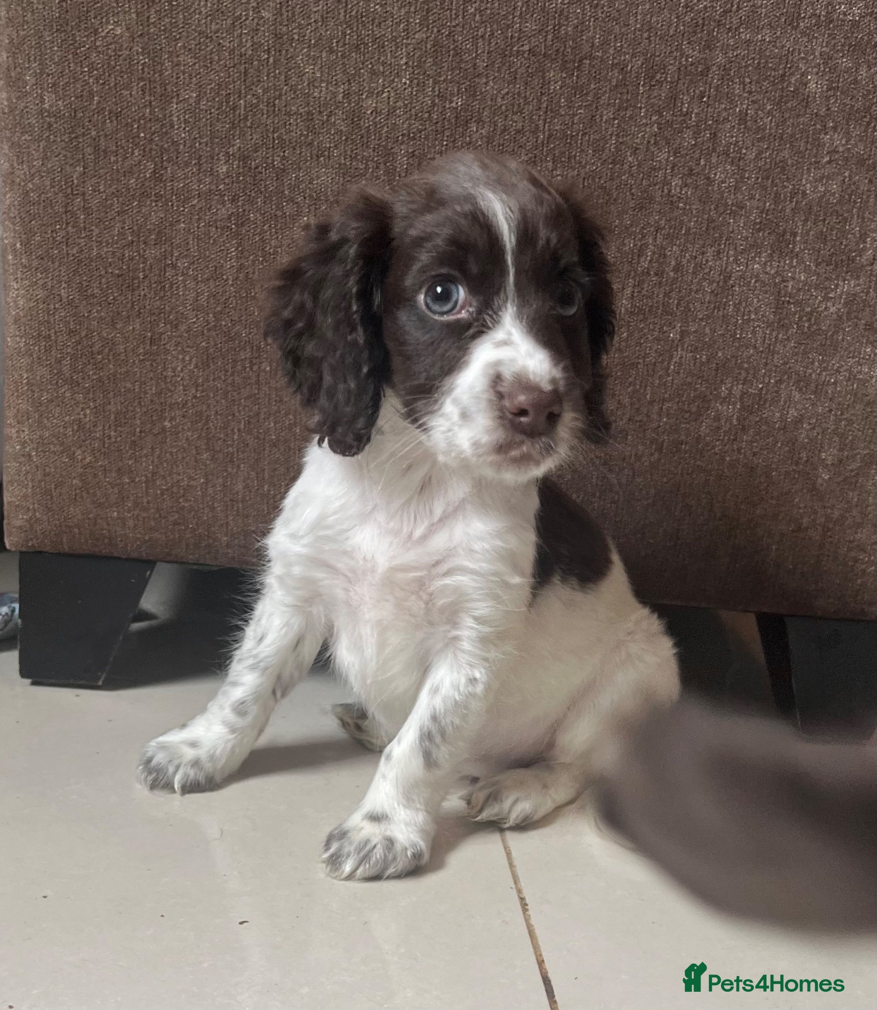 Cocker Spaniel dogs 🐶❤️Gorgeous Cocker Spaniels Puppies  - Advert 1