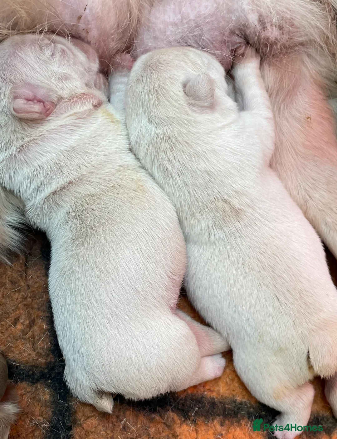 French Bulldog dogs for sale: KC REGISTERED QUALITY FRENCH BULLDOG PUPPIES  - Advert 11