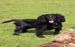Cockapoo dogs for sale: Adorable Toy Cockapoos-Health Tested - Image 9