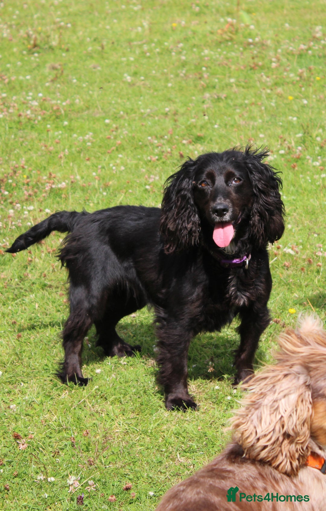 Cockapoo dogs for sale: Adorable Toy Cockapoos-Health Tested - Image 9