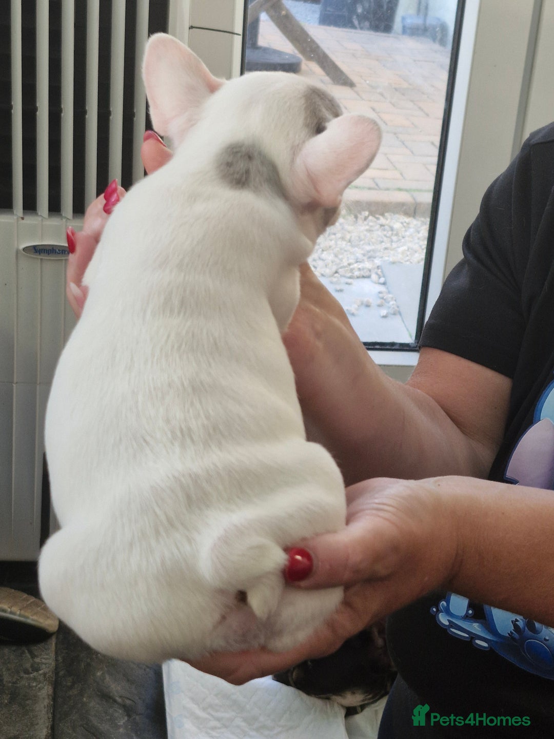 French Bulldog dogs for sale: French Bulldog Puppies - Image 12