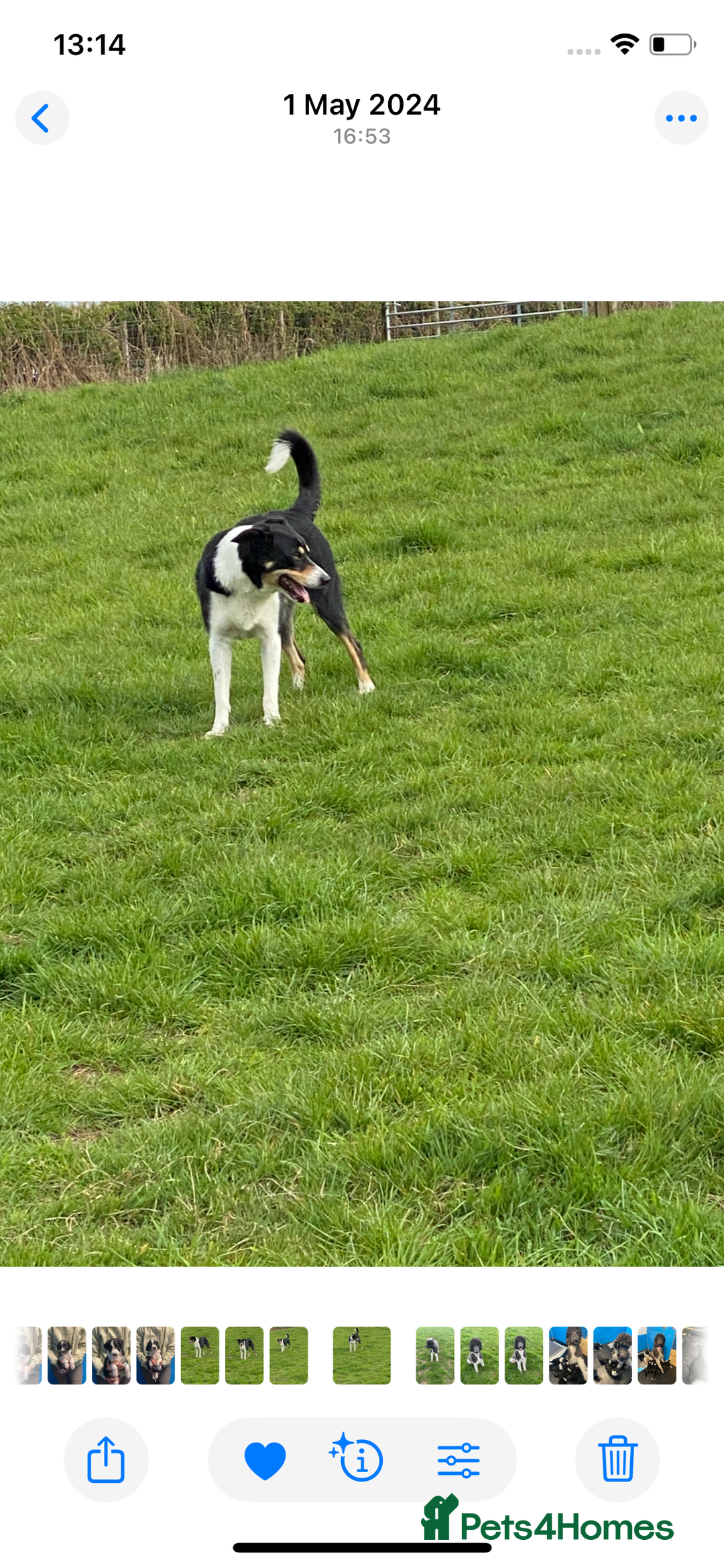 Border Collie dogs for sale: Pure border collie puppies - Advert 16