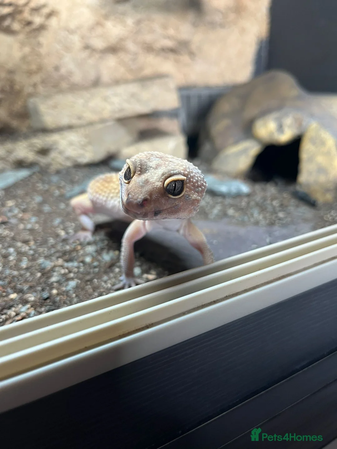 Leopard Gecko reptiles for sale: Leopard gecko with full setup - Advert 1