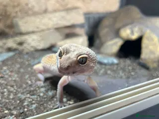 Leopard Gecko reptiles Leopard gecko with full setup - Advert 1