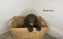 Cocker Spaniel dogs for sale: Hereditary clear working cocker spaniels - Image 2