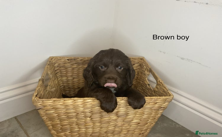Cocker Spaniel dogs - Advert 3