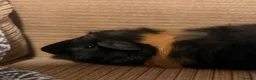Guinea Pig rodents for sale: Two bonded Male Guinea Pigs  - Advert 2