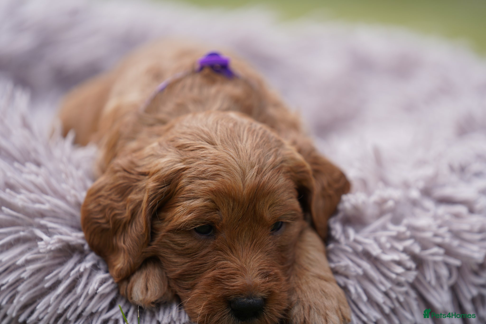 Mini Goldendoodle dogs 1 BOY 1 GIRL F1 MINI GOLDENDOODLE - Advert 2
