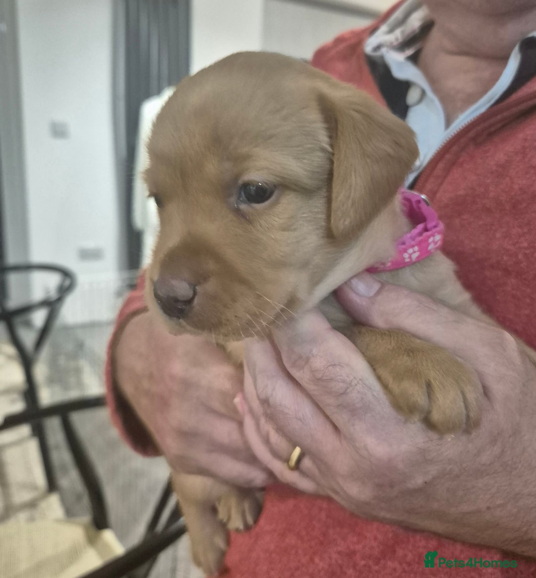 Labrador Retriever dogs for sale: Labrador puppies -1 black girl & 3 black boys left - Image 35