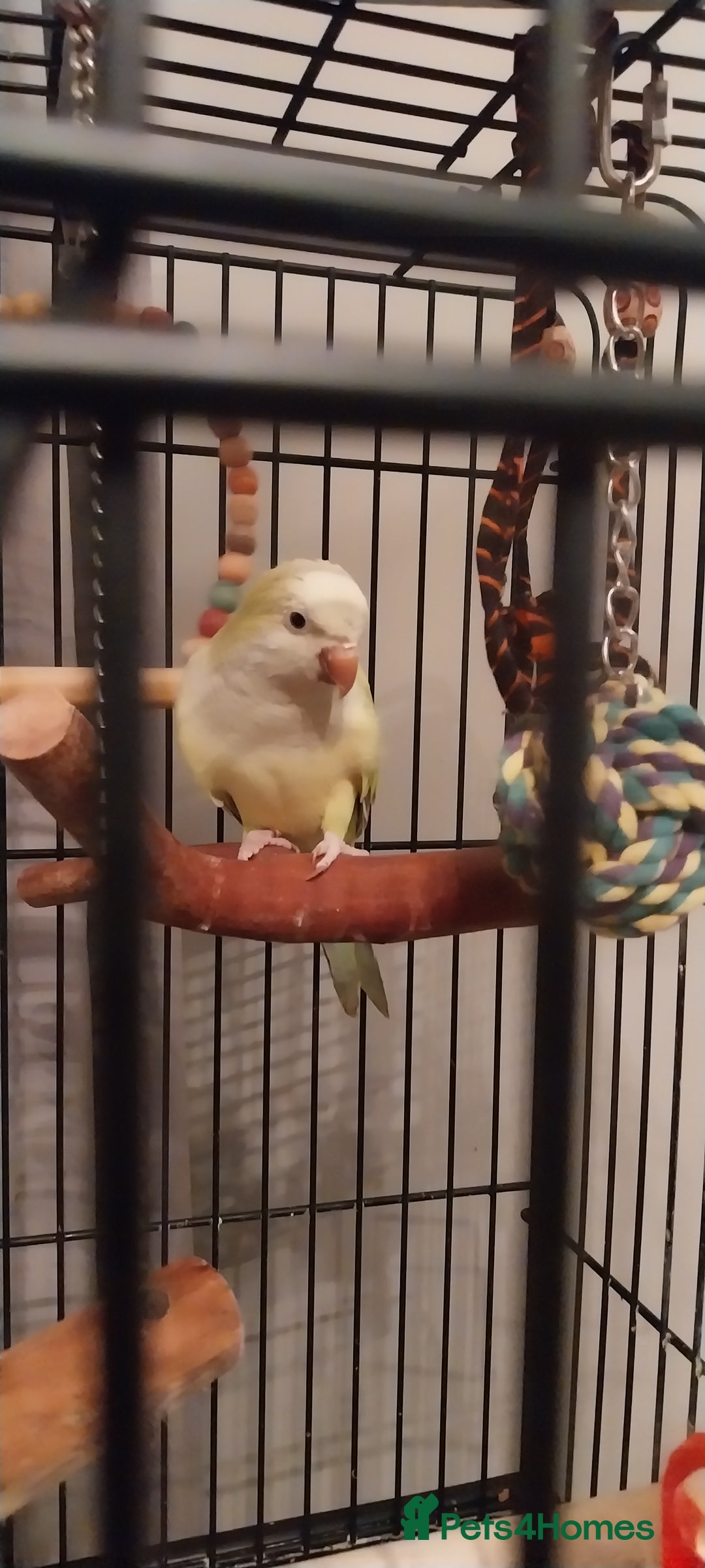 Parakeets birds for sale: Lime green Female quaker parrot - Advert 1