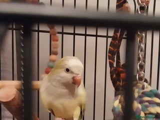 Parakeets birds Lime green Female quaker parrot - Advert 6