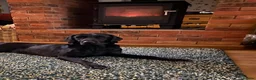 Labrador Retriever dogs for sale: Pedigree Labrador Retriever pups in Much Wenlock - Advert 9