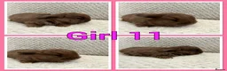 Mini Lop rabbits for sale: Mini lop babies  - Advert 10