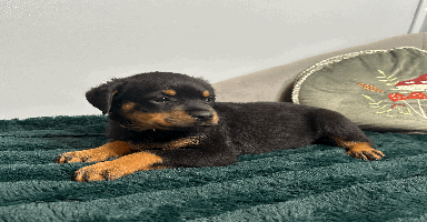 Rottweiler dogs - Advert 14