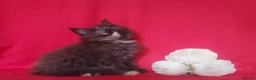 Maine Coon cats for sale: GCCF REGISTERED MAINE COON KITTENS FOR SALE  - Advert 8