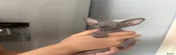 Sphynx cats for sale: Sphynx kittens 2 blue/grey females  - Advert 8