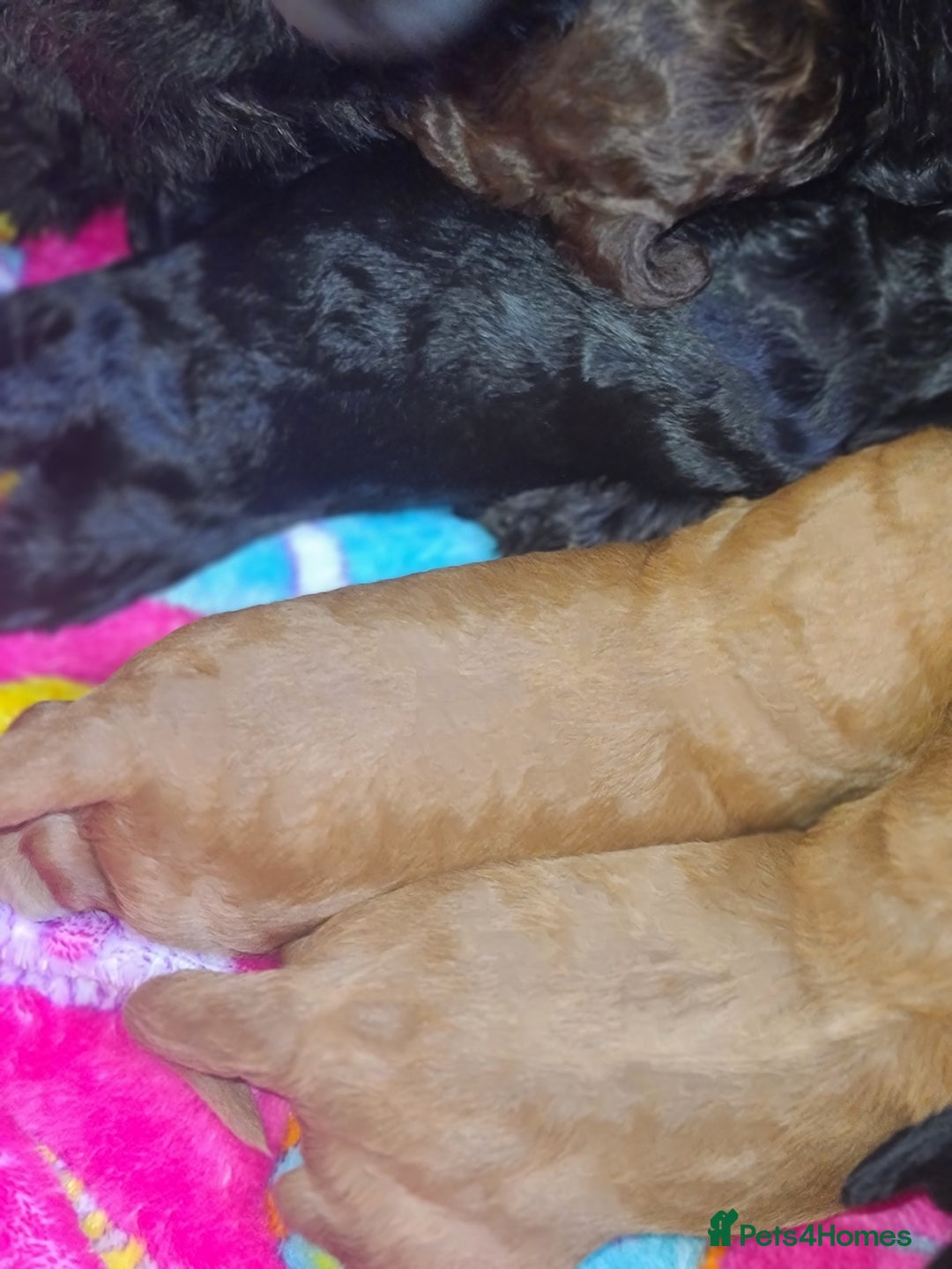 Cockapoo dogs for sale: F3 cockapoos - Image 4