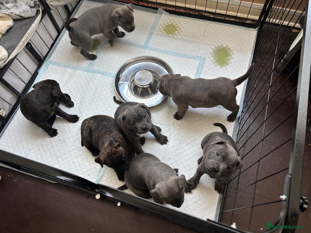 Staffordshire Bull Terrier dogs for sale: Staffordshire bull terrier puppies  - Image 3