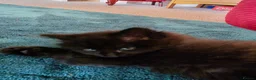 Mixed Breed cats for sale: 4 gorgeous kittens forsale  - Advert 2