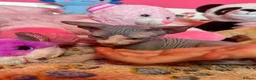Sphynx cats for sale: Beautiful Sphynx Kittens – Ready 5th October - Advert 13
