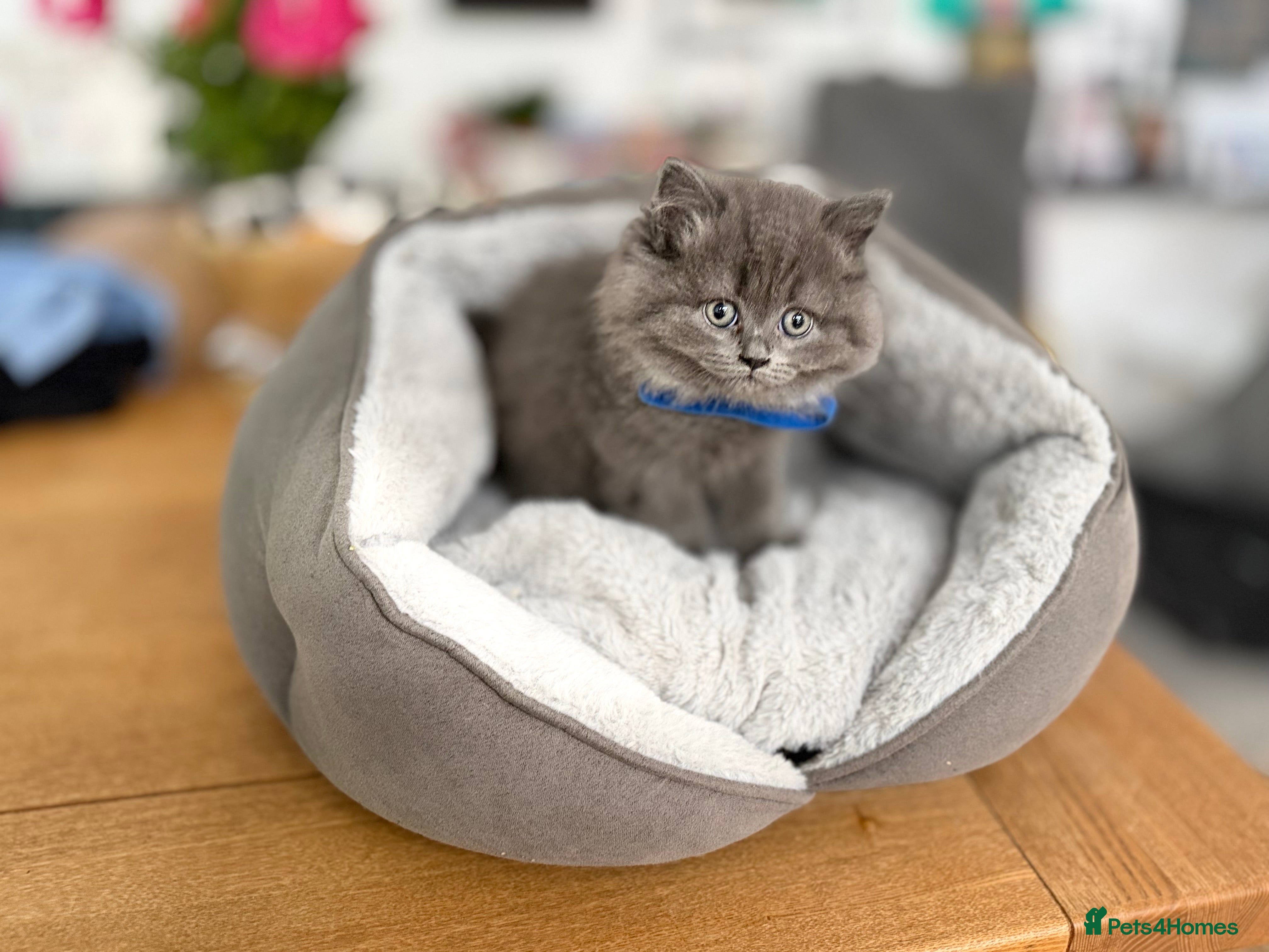 Scottish Fold cats for sale: 5 beautiful Scottish Fold’s kittens  - Advert 26
