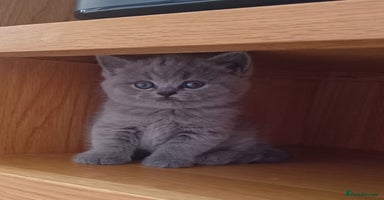 British Shorthair cats - Advert 7