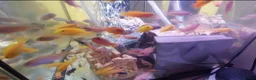Cichlids fish for sale: African cichlids  - Advert 3