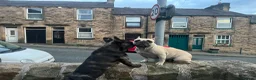 French Bulldog dogs for sale: French bulldog puppies looking for good new home  in Lancaster - Advert 38