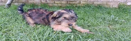 Mixed Breed dogs for sale: Healthy, Happy Puppies Available - Advert 2