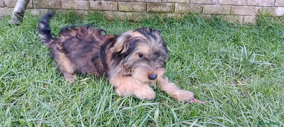 Mixed Breed dogs for sale: Healthy, Happy Puppies Available - Advert 2