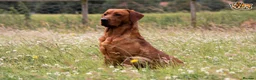 Labrador Retriever dogs for stud: FULLY HEALTH TESTED fox red labrador in Malton - Advert 3