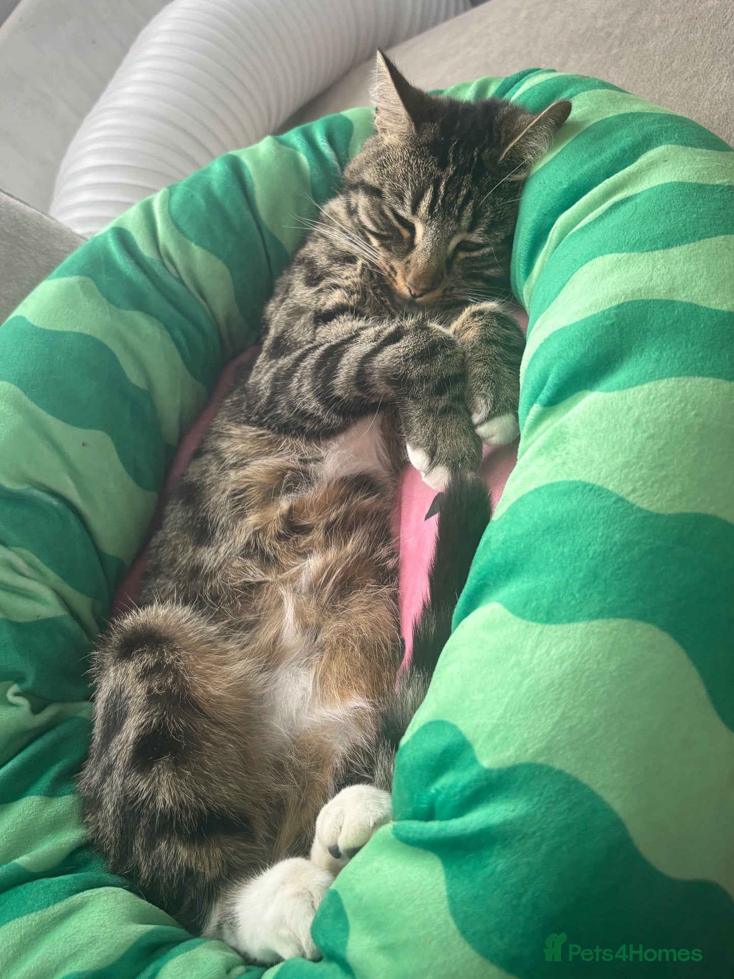 Mixed Breed cats For the perfect home x  - Advert 13